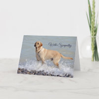 Lab Yellow Dog Water Photo Sympathy