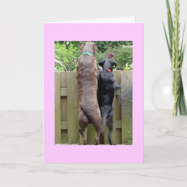 Cartão Labarador Cães (Frente)