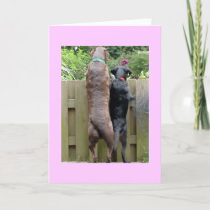 Cartão Labarador Cães