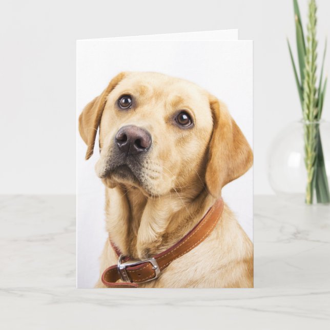 Cartão Labrador (Frente)