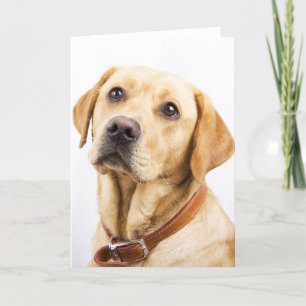Cartão Labrador