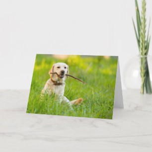 Cartão Labrador Amarelo Reproduz Busca Com Stick