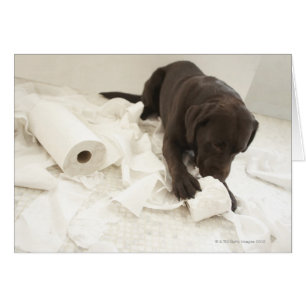 Cartão Labrador castanho chocolate