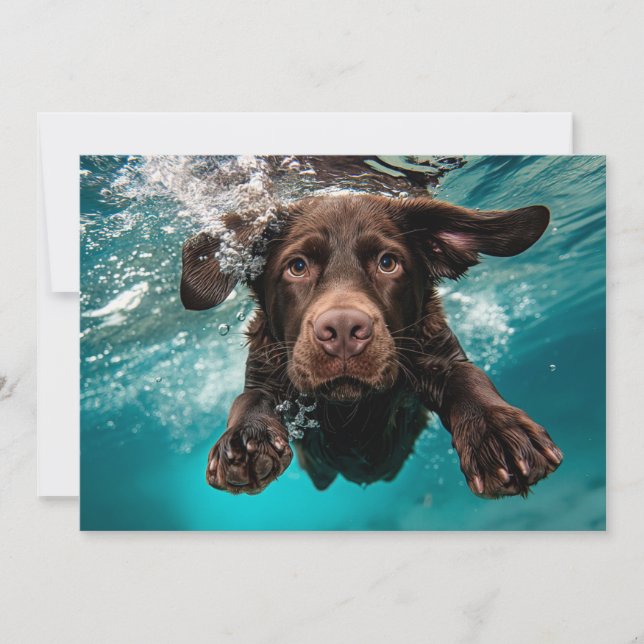 Cartão Labrador Chocolate Brincalhão Nadando Submerso (Frente)