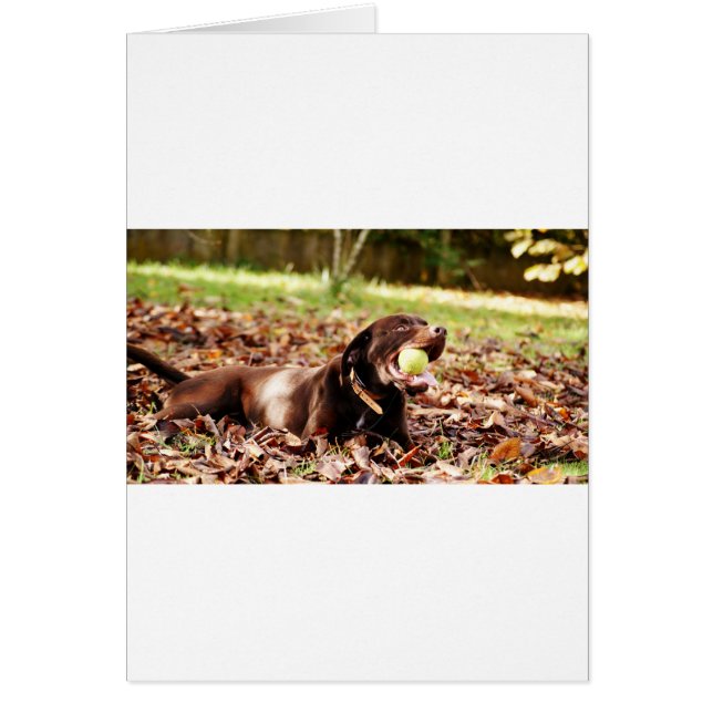 Cartão Labrador Chocolate Brincando Com Bola (Frente)