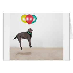 Cartão Labrador flutuante