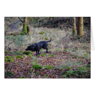 Cartão Labrador Negro