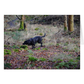 Cartão Labrador Negro