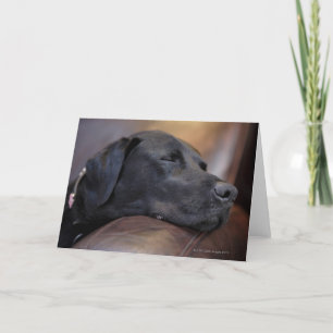 Cartão Labrador negro dormindo no sofá, perto