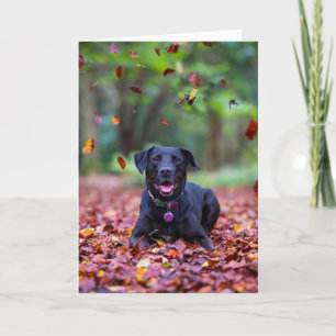 Cartão Labrador Negro Em Folhas De outono