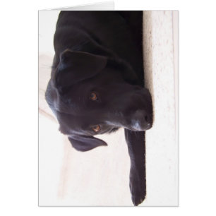 Cartão labrador retriever