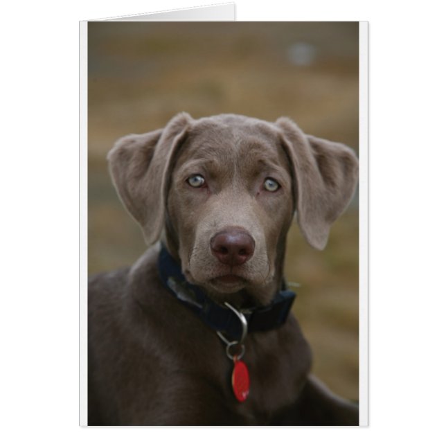 Cartão Labrador Retriever Em Prata Leve Rara (Frente)