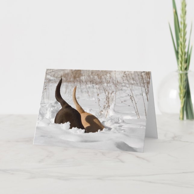 Cartão Labrador Retrievers Cavando Em Saudação À Neve (Frente)