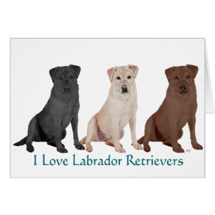 Cartão Labradores Retrievers - 3 Cores para Amar
