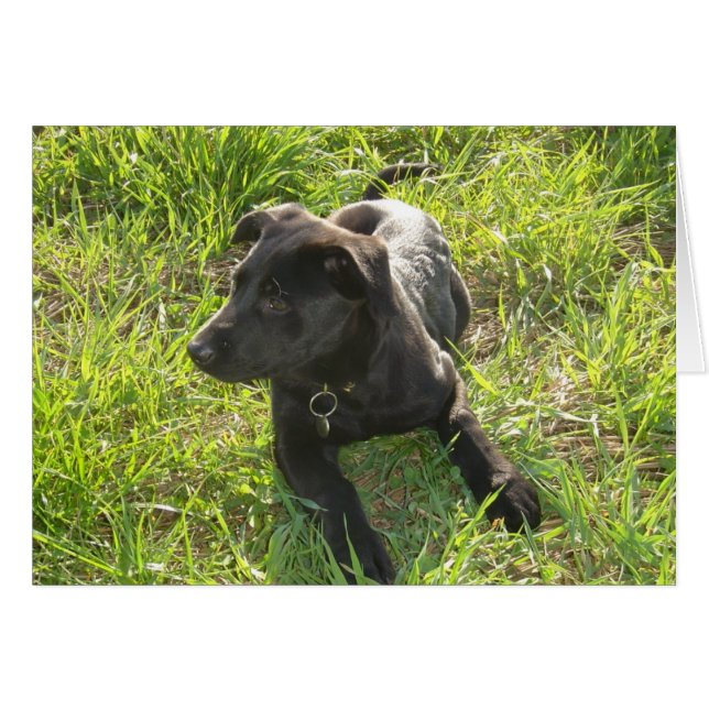 Cartão Lacquer Black German shepherd (Frente Horizontal)