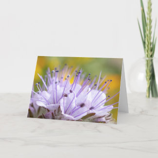 Cartão Lacy Phacelia Flower