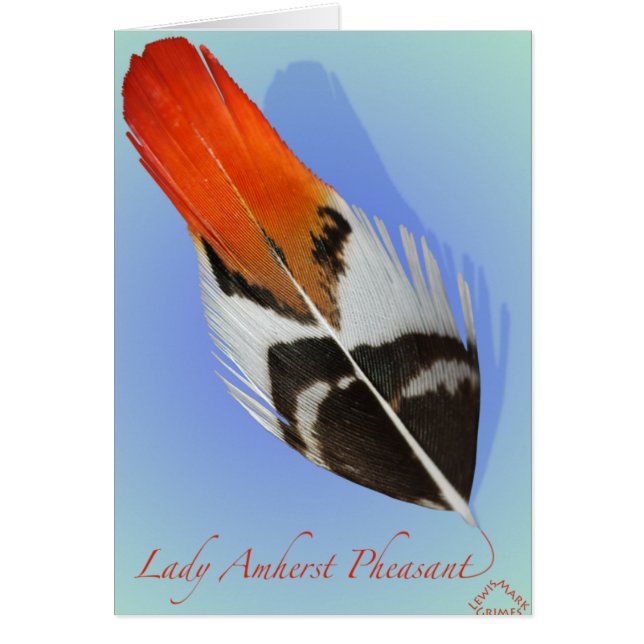 Cartão Lady Amherst Pheasant Flank (Frente)