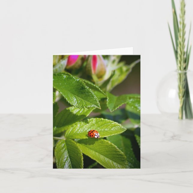 Cartão Lady bug on a leaf greeting card (Frente)