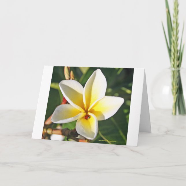 Cartão Lady Bug with Plumeria greeting card (Frente)