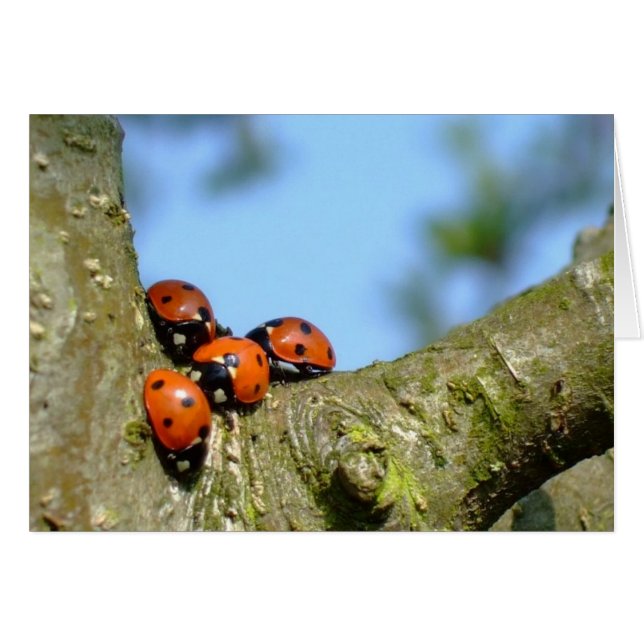 Cartão Ladybird (Frente Horizontal)