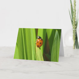 Cartão Ladybird Insect Colour Photo Image Greeting Card
