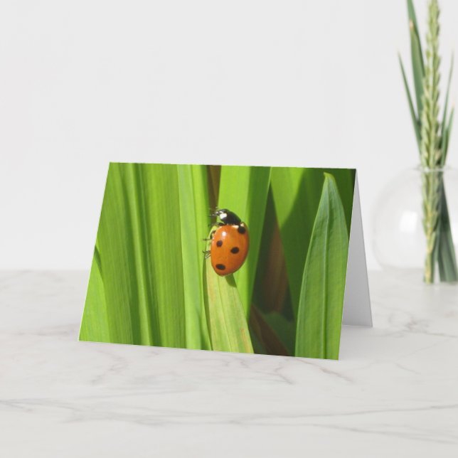 Cartão Ladybird Insect Colour Photo Image Greeting Card (Frente)