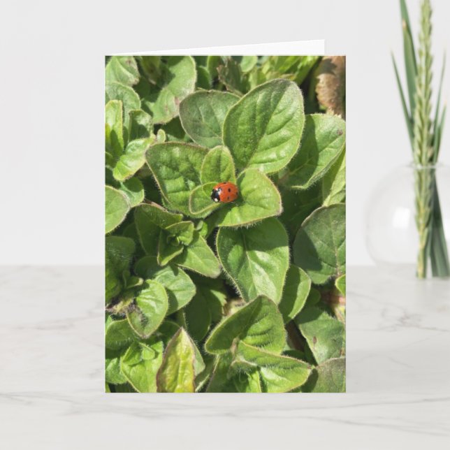 Cartão Ladybird no parque (Frente)
