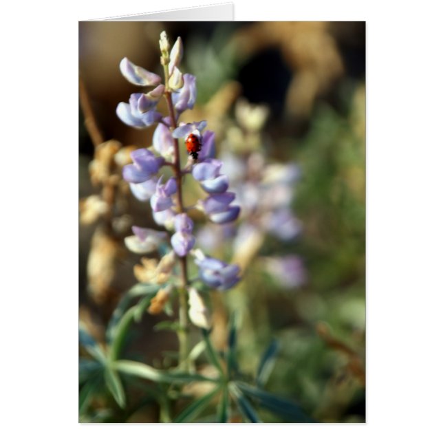 Cartão Ladybug (Frente)