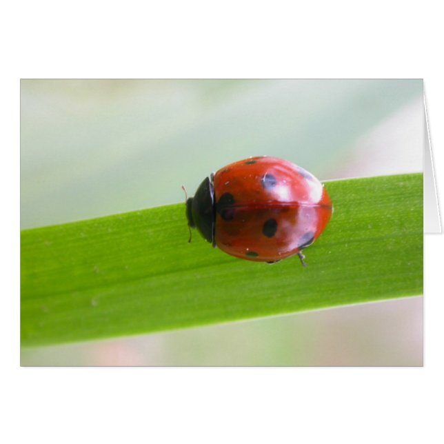 Cartão Ladybug (Frente Horizontal)