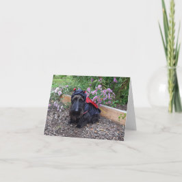 Cartão Ladybug Baby