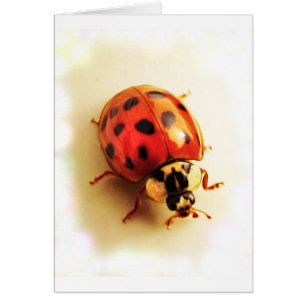 Cartão Ladybug Card