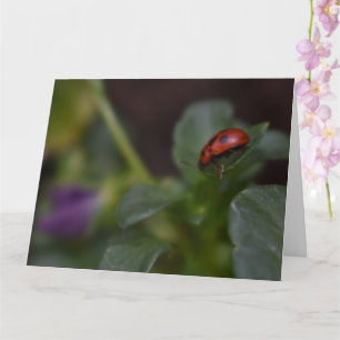 Cartão Ladybug em Flores