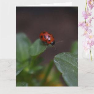 Cartão Ladybug em Flores