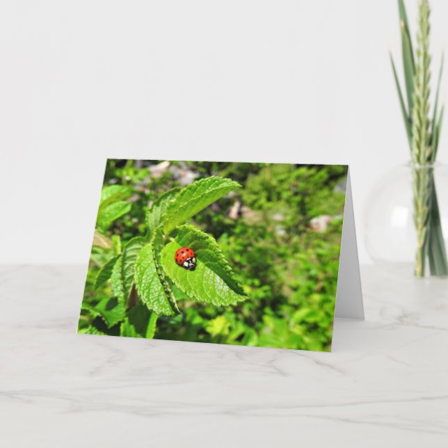 Cartão Ladybug Greeting Card, Blank Inside (Frente)