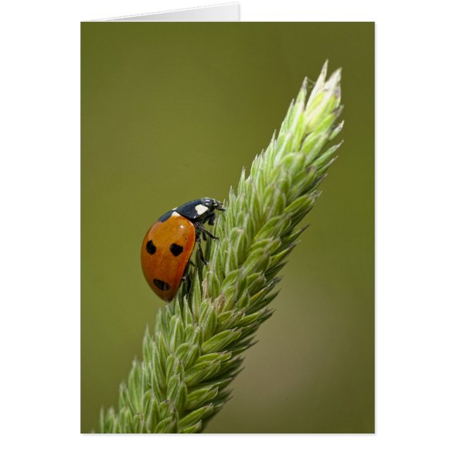 Cartão Ladybug Messenger (Frente)