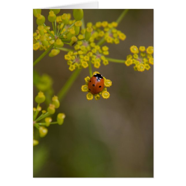 Cartão Ladybug na flor amarela (Frente)