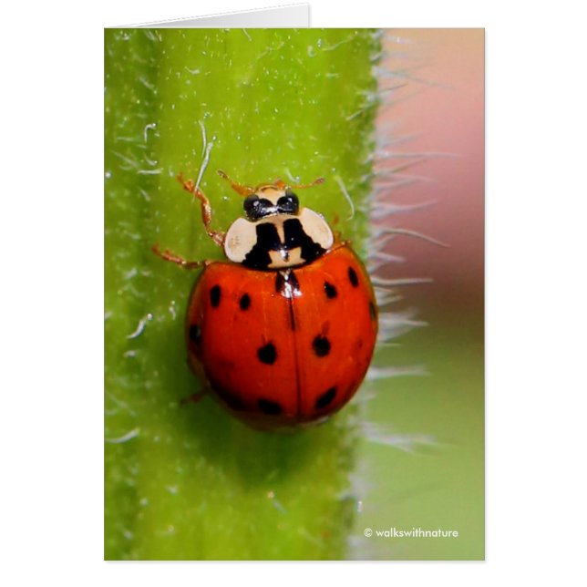 Cartão Ladybug no Sunflower Stalk (Frente)