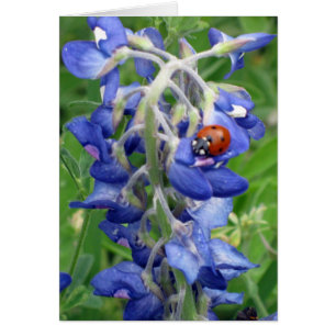 Cartão Ladybug no Texas Bluebonnet