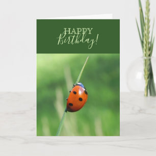 Cartão Ladybug numa folha de grama