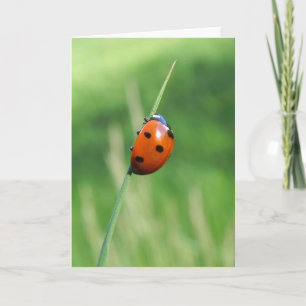 Cartão Ladybug numa folha de prateleira