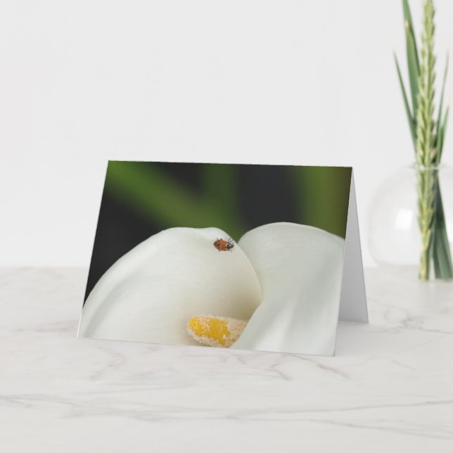 Cartão Ladybug on Calla Lily Greeting Card (Frente)