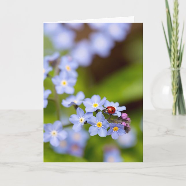 Cartão Ladybug on Forget-me-not Blank Greeting Card (Frente)