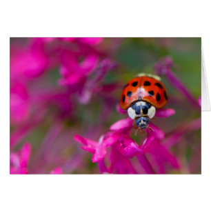 Cartão Ladybug Vermelho Black Ladybird em Flores Rosa