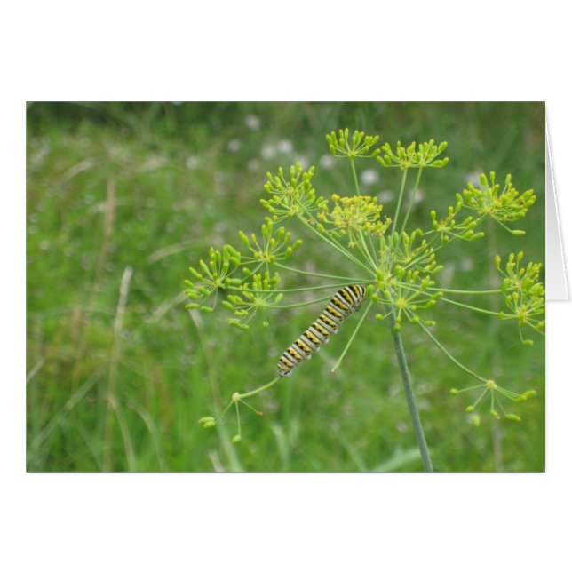 Cartão Lagarta (Frente Horizontal)