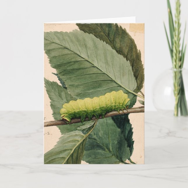 Cartão Lagarta | Abbott Handerson Thayer (Frente)