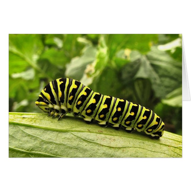 Cartão Lagarta-do-mato-preto (Frente Horizontal)