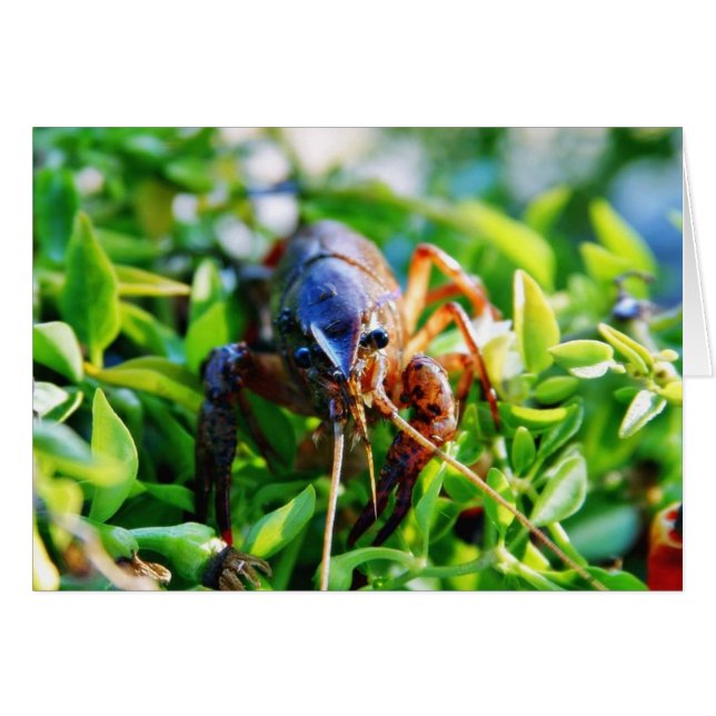 Cartão Lagostas de lagosta (Frente Horizontal)