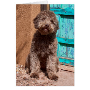 Cartão Lagotto Romagnolo Esperando Junto a uma Porta Azul