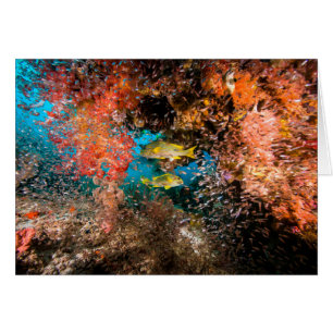 Cartão Laja Ampat 6 subaquáticos