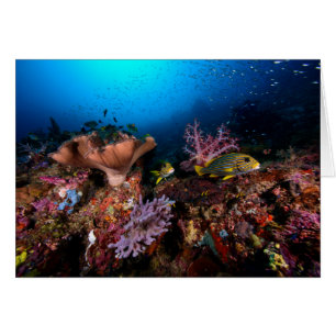 Cartão Laja Ampat subaquático